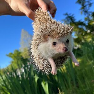 Meet your Posher, Hazel